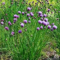Bieslook in pot - Allium schoenoprasum