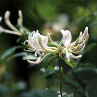 Kamperfoelie in pot - Lonicera