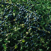 Sleedoorn 60/80 - Prunus spinosa