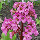 Schoenlappersplant - Bergenia cordifolia Schoenlappersplant - Bergenia cordifolia
