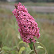Vlinderstruik - Buddleja davidii Vlinderstruik - Buddleja davidii