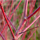 Rode Kornoelje - Cornus Sanguinea Rode Kornoelje - Cornus Sanguinea