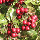 Meidoorn - Crataegus Monogyna Meidoorn - Crataegus Monogyna