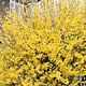 Chinees klokje 60/90 - Forsythia Chinees klokje 60/90 - Forsythia
