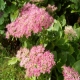 Hemelsleutel - Sedum spectabile Hemelsleutel - Sedum spectabile
