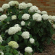 Hortensia ‘Annabelle’ - Hydrangea arborescens ‘Annabelle’ Hortensia ‘Annabelle’ - Hydrangea arborescens ‘Annabelle’