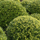 Japanse Hulst - Ilex crenata ‘Dark Green’ Japanse Hulst - Ilex crenata ‘Dark Green’