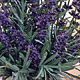 Lavendel - Lavendula Ang. 'Munstead' Lavendel - Lavendula Ang. 'Munstead'