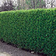 Liguster - Ligustrum vulgare Liguster - Ligustrum vulgare