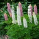 Lupine - Lupinus hybriden Lupine - Lupinus hybriden