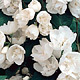 Boerenjasmijn - Philadelphus virginal Boerenjasmijn - Philadelphus virginal