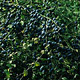Sleedoorn - Prunus spinosa Sleedoorn - Prunus spinosa