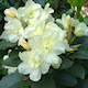 Rhododendron Hybride wit - Rhododendron Hybride Rhododendron Hybride wit - Rhododendron Hybride