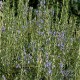 Rozemarijn - Rosmarinus officinalis Rozemarijn - Rosmarinus officinalis