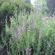 Salie - Salvia officinalis Salie - Salvia officinalis