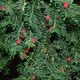 Taxus (venijnboom) - Taxus Baccata Taxus (venijnboom) - Taxus Baccata