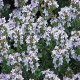 Echte tijm - Thymus vulgaris Echte tijm - Thymus vulgaris