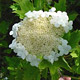 Gelderse roos - Viburnum opulus Gelderse roos - Viburnum opulus